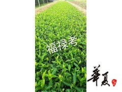 福禄考大量供应,潍坊金叶女贞供应价格 供应产品 山东临朐艺鑫花卉苗木合作社