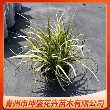 山麦冬多少钱一株