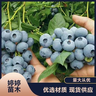 吉林省花卉苗木种植批发基地