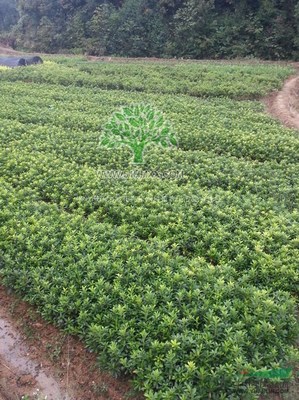 株洲市新大地花卉苗木种植农民专业合作社