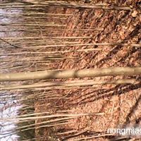 出售各种苗木及花卉河南 信阳河南潢川友好苗圃产品供应第2页