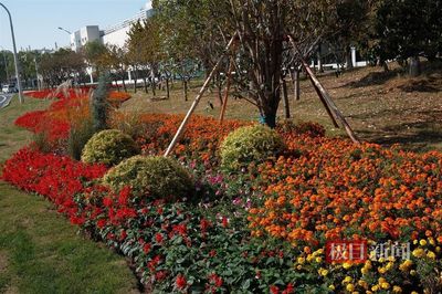 完成50.4千米路段景观环境整治,湖北路桥助力湿地公约大会举行