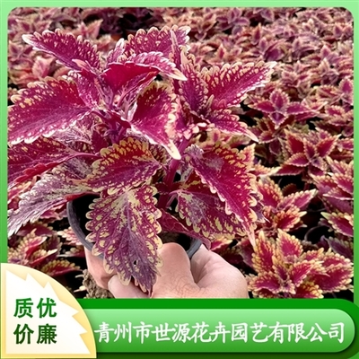 花卉苗木种植-定型包装种子-花卉资材销售