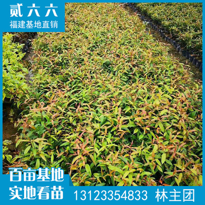 红车厂家直销地被袋苗 红鳞蒲桃批发 庭院花坛园林绿化工程苗木