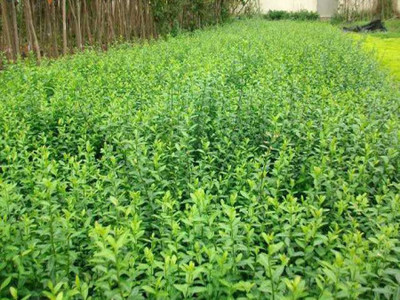 扶芳藤种植基地-龙柏行情-大叶黄杨哪里有
