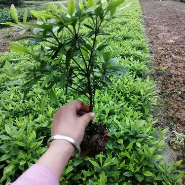 江苏苗木网