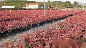 【自家苗圃销售花木,绿化苗木价格_自家苗圃销售花木,绿化苗木厂家】- 