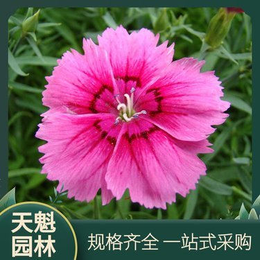 美国石竹
