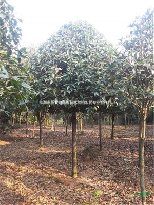 株洲市新大地花卉苗木种植农民专业合作社