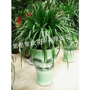 花卉盆景销售 绿植盆栽租赁 苗木种植 厂区绿化养护–