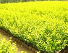 龙山花卉苗木基地