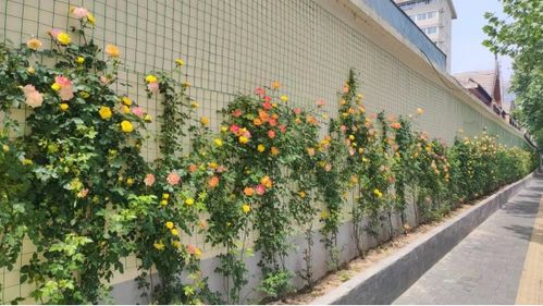 西工处处花绽放 北国花城 芳容现