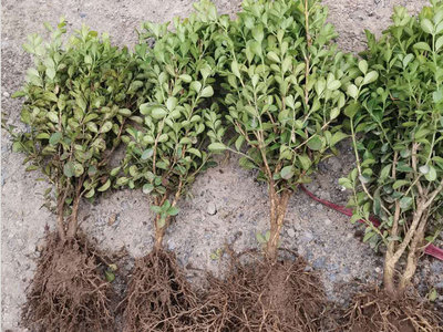 种植瓜子黄杨-贵州瓜子黄杨哪家好-贵州瓜子黄杨报价产品大图