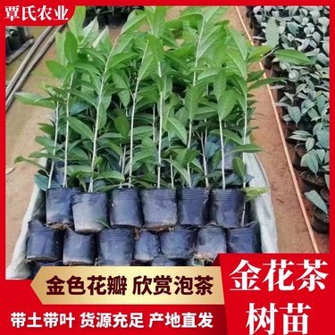 金花茶苗