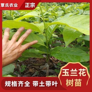 兰花多少钱一株