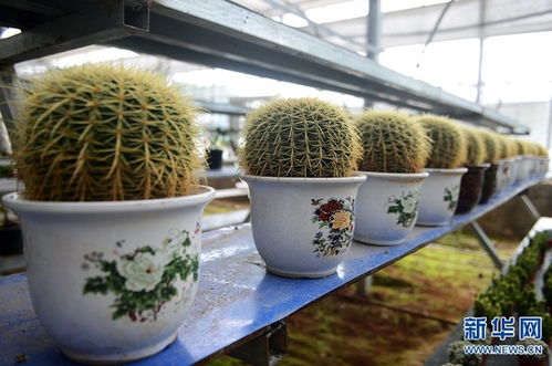 河南安阳 花卉苗木 助农增收致富