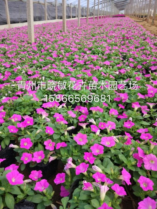 山东黄楼绿化草花种植基地