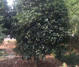 潢川县绿海花木种植专业合作社