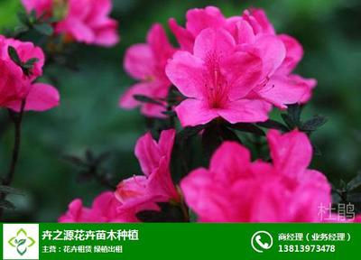 江苏盆景花卉出租公司|卉之源绿植|盆景花卉出租公司联系方式