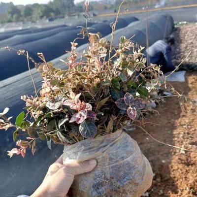 青州市茗茜花卉苗木专业合作社