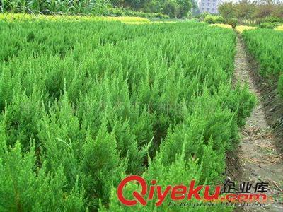 供应黄杨 小龙柏 金叶女贞 尾毛 冬青 红叶小檗等绿化苗木图片|供应黄杨 小龙柏 金叶女贞 尾毛 冬青 红叶小檗等绿化苗木产品图片由青州市金宇花卉苗木种植专业合作社公司生产提供-