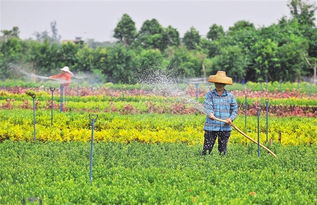 美丽花木潜力产业 琼山云龙花卉苗木基地