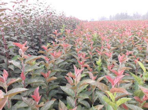 临沂花叶北美海棠出售基地-海商网,花草树木产品库