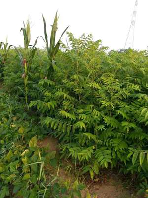 香椿树苗泰安增鑫园艺场优质苗木现挖现卖红油香椿苗种植基地