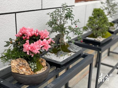 迎春 云上花市 开幕 广州超1200万盆年花云端待客