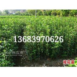 潢川80公分桂花苗,1米桂花苗