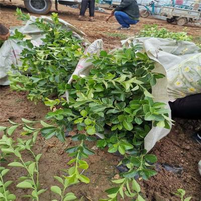 大叶扶芳藤基地批发 大叶扶芳藤 绿化苗木基地供应 大叶扶芳藤小苗