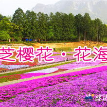 青州市亮国花卉苗木种植专业合作社