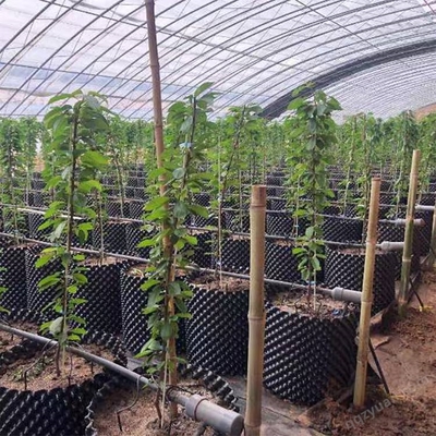 园艺花卉控根器工厂直发 农用种植控根器 辉门果树育苗种植控根器销往湖南