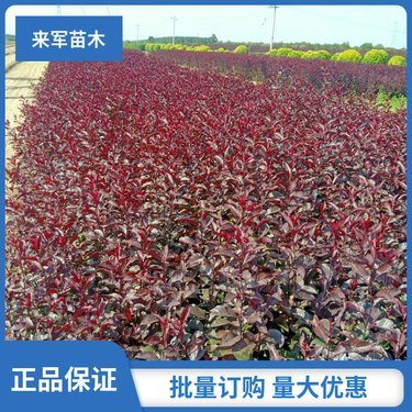 山东芝樱苗木
