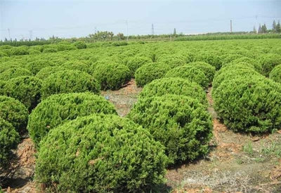 定州市旺源苗木花卉种植