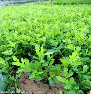 锦绣杜鹃批发 杜鹃杯苗 庭院绿化用的工程苗木