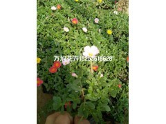 青州太阳花种植基地!青州万旭花卉苗木基地供应产品青州市万旭花卉苗木专业合作社 - 艾特贸易网商铺展示