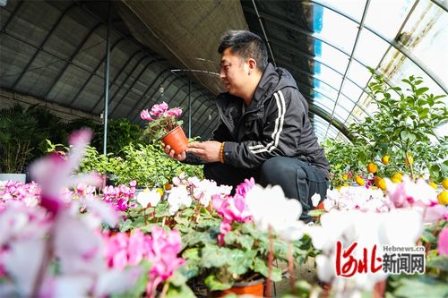 河北省滦南县 花卉旺销春意浓