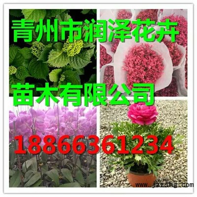 金叶银槭种植基地 金叶银槭批发价格 润泽花卉苗木-展商网