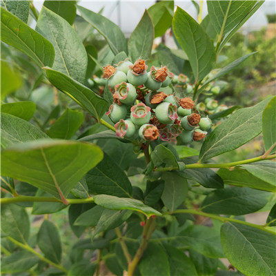 艾文蓝蓝莓苗种植技术 蓝莓苗新品种厂家批发 芬蒂蓝莓苗推荐鑫奥苗木