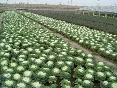 山东草花种植基地 青州市锦程花卉苗木种植专业合作社 宿根花卉基地,盆栽花卉