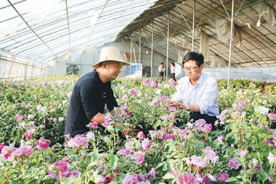 乡土人才在苗木基地传授花卉种植技术