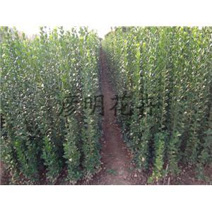 想要买北海道黄杨就来彦明花卉苗木 - 产品展示 - 青州市彦明花卉苗木种植专业合作社 - 企业库 - 准确全面的企业与产品信息门户