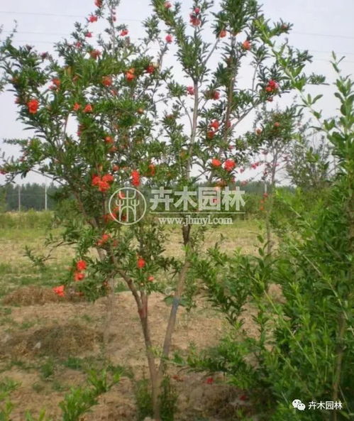 花石榴花的原产地是什么地方