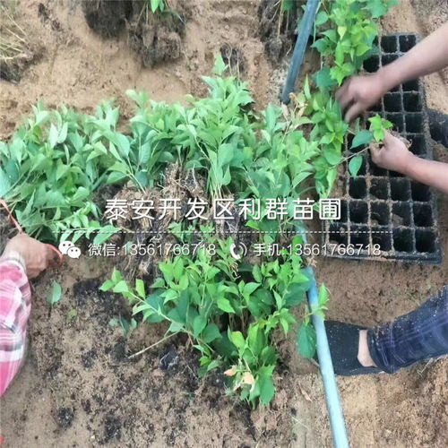 【福星大樱桃树苗基地报价】- 