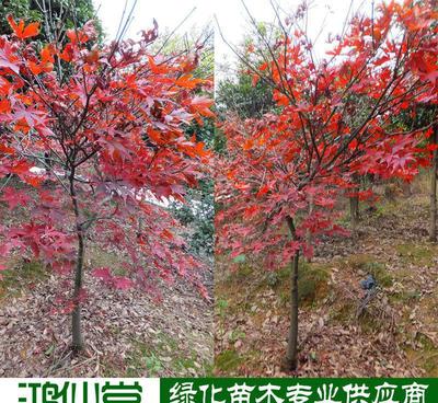 【【湖南苗木】美国枫 品种纯正 适合田地山地种植 投资前景好】价格_厂家_图片 -