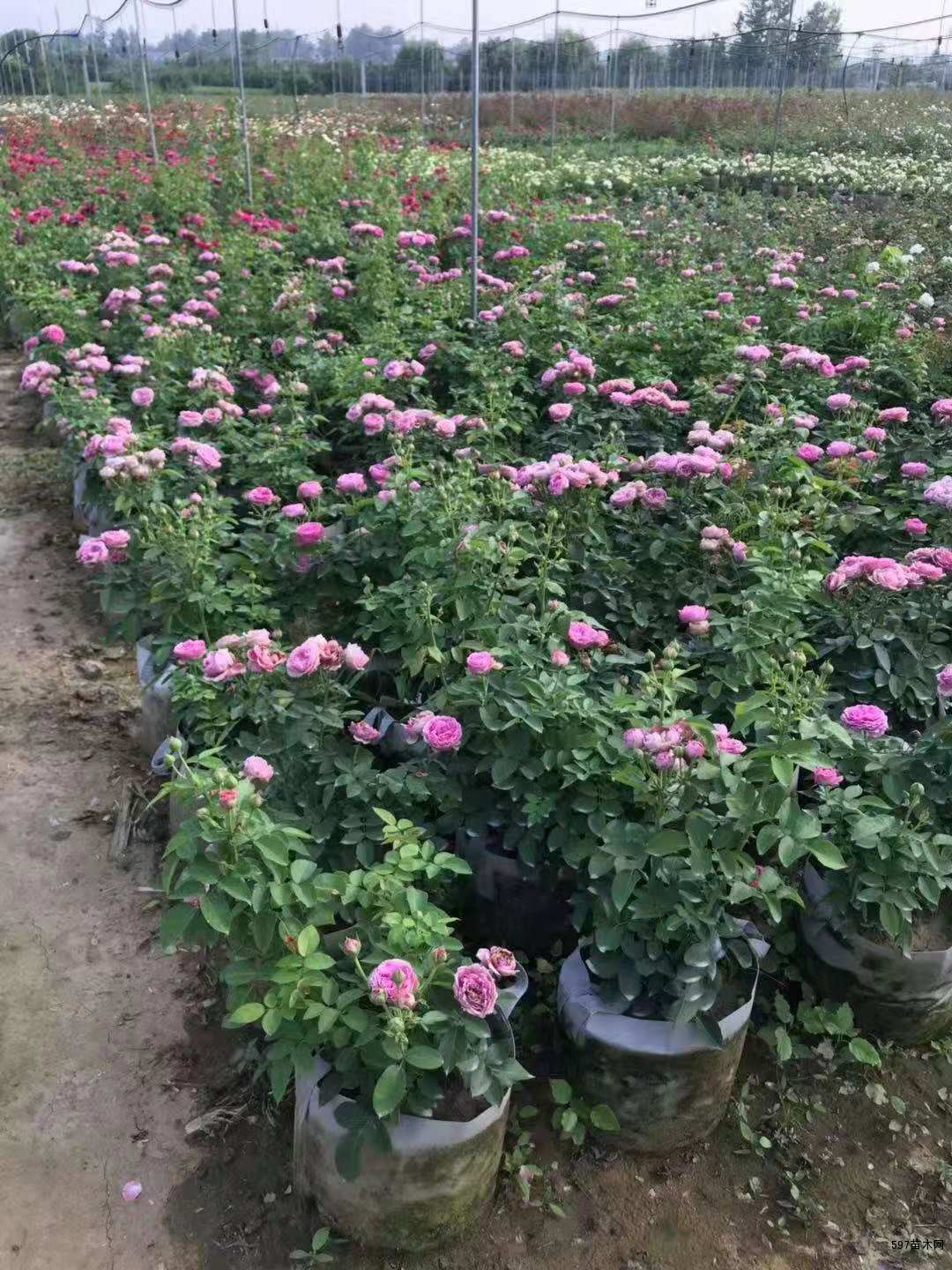 供应大花月季地栽苗,大花月季杯苗-597苗木网
