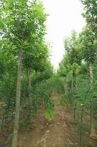 求购山东白蜡树苗 山东白蜡专业种植基地 白蜡苗销售,求购山东白蜡树苗 山东白蜡专业种植基地 白蜡苗销售生产厂家,求购山东白蜡树苗 山东白蜡专业种植基地 白蜡苗销售价格