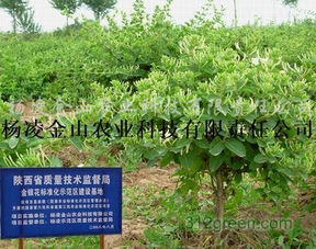 供应金银花
