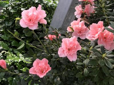 【脱贫振兴八闽行】漳平永福镇十里花街花木合作社助力村民脱贫致富